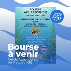 805936440_1083672824135955_4394346191824938216_n-300x300 Bourse aquariophilie de Meyzieu (69)